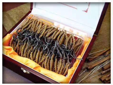 东坡冬虫夏草回收